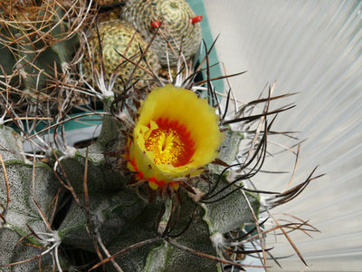 306 P1070030 Astrophytum capricorne ssp niveum.jpg