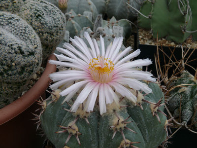 321 1070068 Echinocactus horizonthalonius.jpg