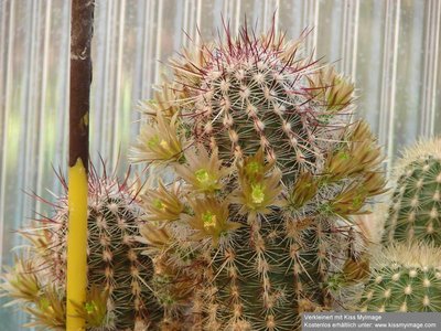 Ec.chloranthus ssp.cylindricus