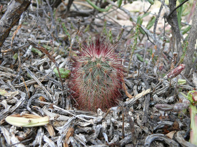 327 P1000365 Echinocereus russanthus.jpg