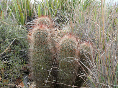 326 P1000360 Echinocereus russanthus.jpg