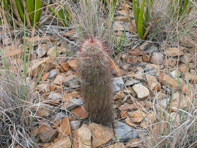 325 P1000358 Echinocereus russanthus.jpg