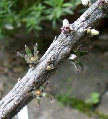 Rhytidocaulon macrolobum (grüne Form)