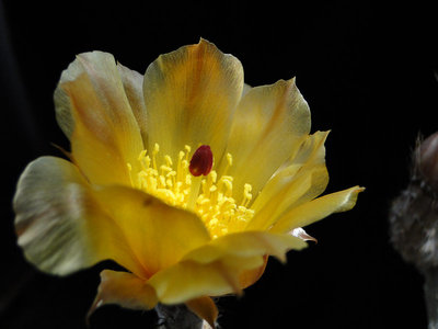 Pterocactus tuberosus (Pt. decipiens) 2011 Juno13-3.jpg