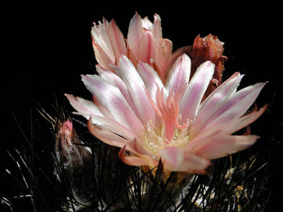 Eriosyce crispa (Np. crispa) 2011 Juno18.jpg