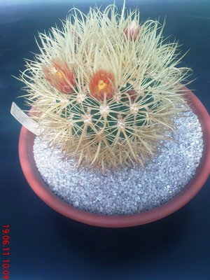 Fero chrysacanthus.JPG