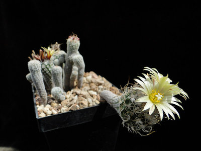 Turbinicarpus krainzianus v. minimus 2011 Juno22-3.jpg