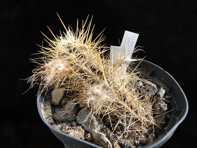 Austrocactus coxii HPT 900 2011 April25-78.jpg