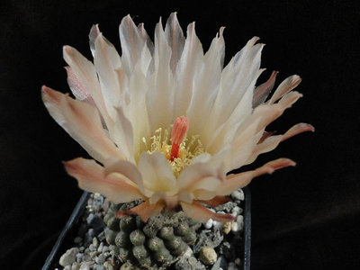 Eriosyce odieri ssp. glabrescens, Carrizal Bajo 2011 Juno26-5.jpg