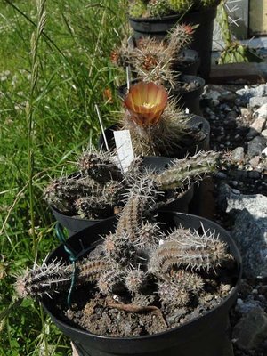 Austrocactus spec. HPT 2011 Juno26.jpg