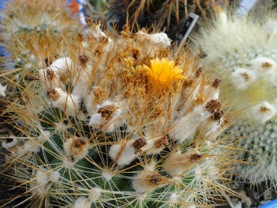 Parodia comarapara 2010 September24 006.jpg