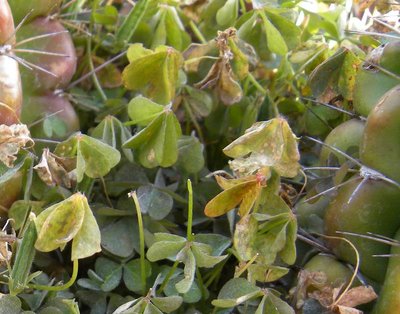 fortgeschrittener Befall