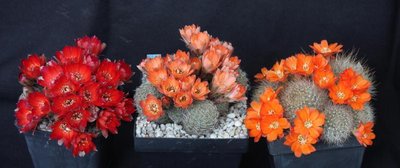 Mediolob_rosalbiflora_und_mundanensis_7108-a.jpg