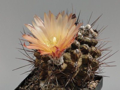 Eriosyce crispa v. huascensis HH 2011 Juli05-1.jpg