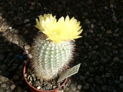 Notocactus glomeratus