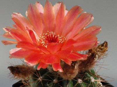 Notocactus vencluianus 2011 Juli16-2.jpg