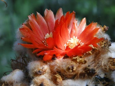 Parodia mairanana 2011 Juno23.jpg