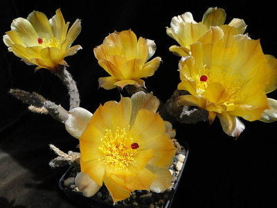 Pterocactus tuberosus (Pt. decipiens) 2011 Juno15-3.jpg