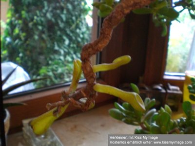 crassula_ovata_cv_gollum_detail_klein.jpg