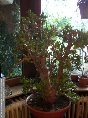 crassula_ovata_cv_gollum_pflanze_klein.jpg