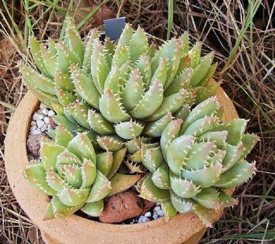 Aloe brevifolia (2).jpg