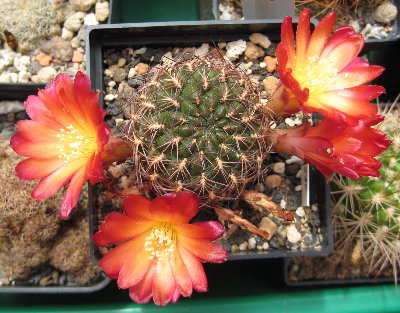 Sulcorebutia mariana HS16