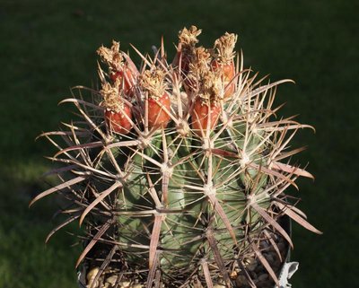 Feroc_fordii_Uhlig_mit Früchten_090804_2792n.jpg