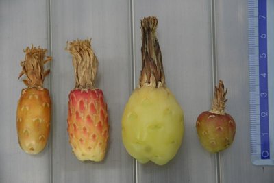 Feroc_coloratus_lecontei_herrerae_viridescens_Fruechte_060417_2.jpg