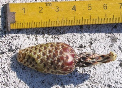 Feroc_recurvus_2006_06_100066.jpg