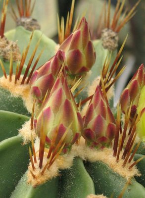 Feroc_echidne_Knospen_rot_040424_25.jpg