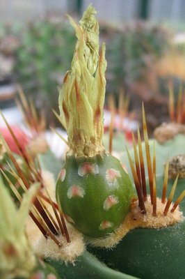 Feroc_echidne_Frucht_040622_07b.jpg