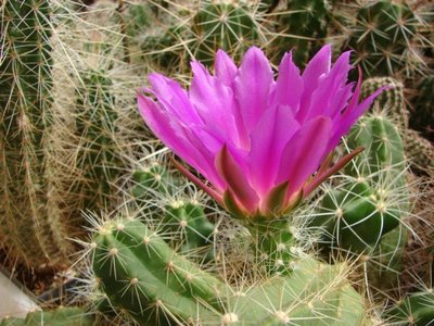 K640_cinerascens ssp. ehrenbergii.JPG