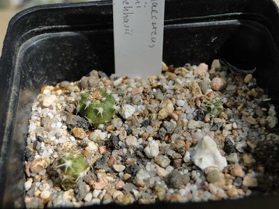 Pygmaecereus biblii v. kuehhasii  2011 August16-1.jpg
