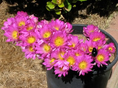 IMG_5233.jpeg (143.27 KiB) 10671 mal betrachtet Echinocereus palmeri