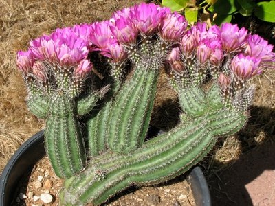 Echinocereus Palmeri