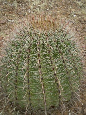 341 Ferocactus wislizeni, Bild R. Schönau.jpg