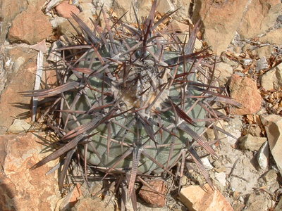 EcacHoriMina194.JPG