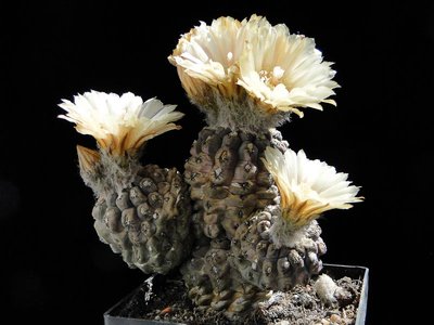 Eriosyce napina (Nc.napina 86 HH) 2011 Juno04-1.jpg