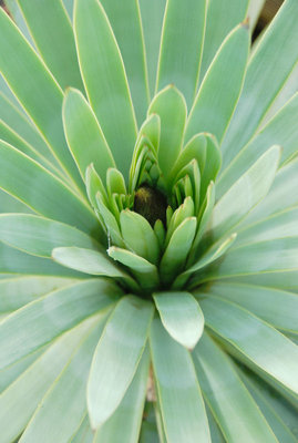 Agave dasylirioides 07.09.2011.jpg