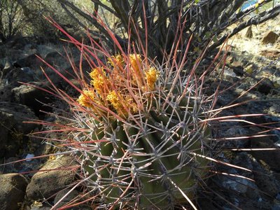 Ferocactus rectispinus: Hügel südlich Playa el Coyote, BCS
