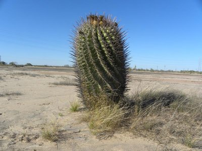 Ferocactus santa-maria: 15 km westlich Cd Constitutión, BCS