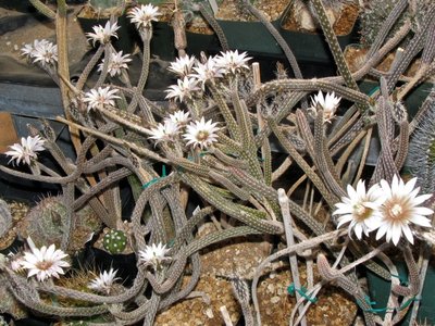 IMG_5427.jpeg (177.45 KiB) 7601 mal betrachtet Echinocereus leucanthus