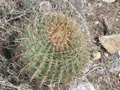 366 P1050014 Feroc. histrix electracanthus.JPG