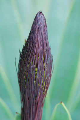 Agave dasylirioides 19.09.2011 b.jpg