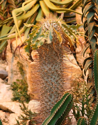 P. namaquanum im Palmengarten FFM
