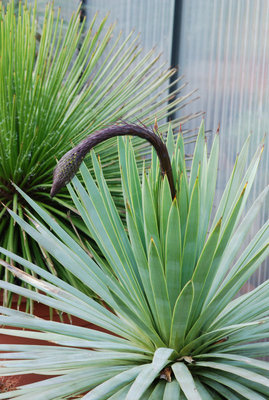 Agave dasylirioides 25.09.2011.jpg