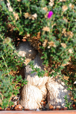 Trichodiadema bulbosum 01.jpg