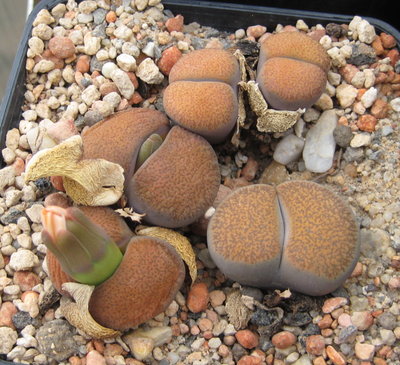 Lithops lesliei ssp. lesliei v. mariae