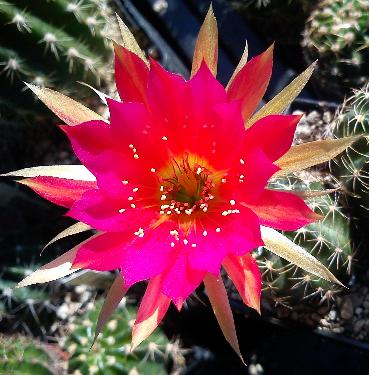 Echinopsis hyb. AW4-2001 Klein.jpg