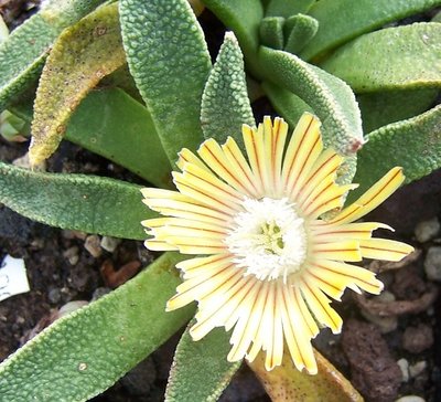 Nananthus 02.jpg
